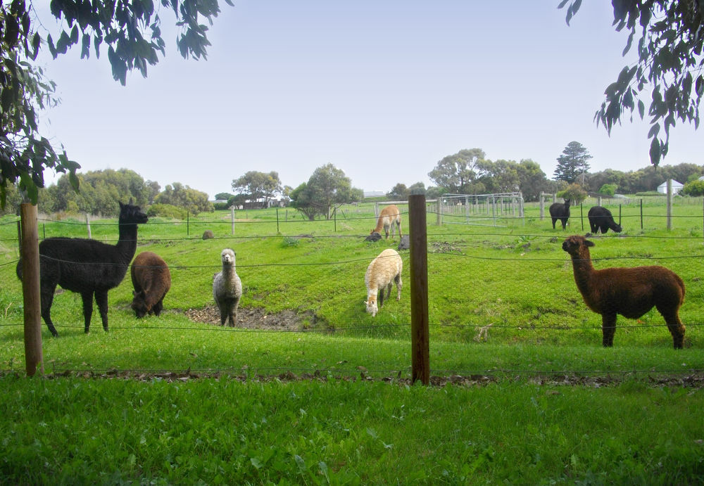Clonmara Country House And Cottages Port Fairy Exterior foto